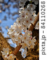 桜の花 84110268