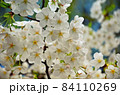 桜の花 84110269