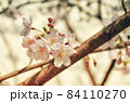 桜の花 84110270
