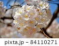 桜の花 84110271