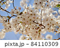 桜の花 84110309