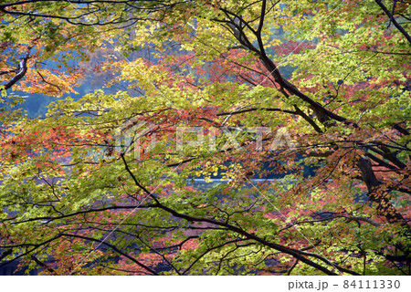 秋の談山神社　境内の紅葉　奈良県桜井市多武峰 84111330