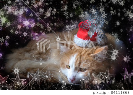 Cat lies comfortably curled in a red New Year's hat in the dark background with christmas garland and snowflakes, collage. 84111363