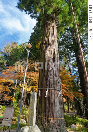 河口浅間神社の七本杉(御爾) 河口浅間神社の七本杉(御爾) 84111365