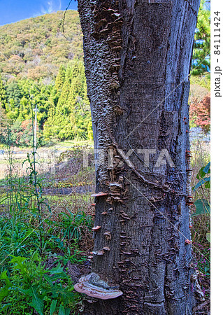 宮崎陶芸村 宮崎陶芸村 84111424