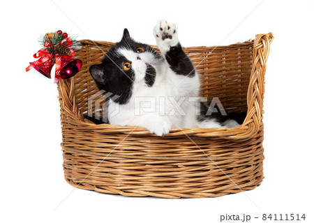 Cute exotic Shorthair cat in a basket with Christmas decorations. Cute exotic Shorthair cat in a basket with Christmas decorations. 84111514