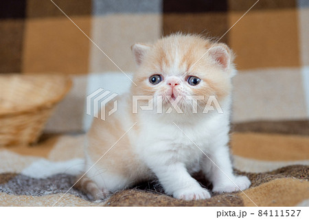 A beautiful red kitten of an exotic shorthair breed is sitting on the couch at home. The color is cream with a white 84111527