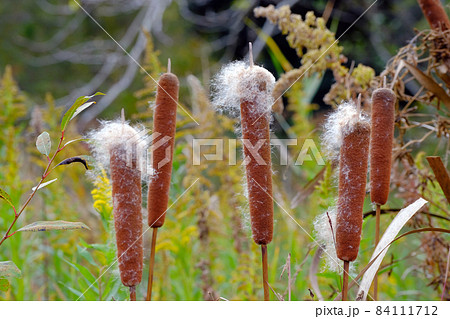 フランクフルトに美味しいトッピングを施したように見えるガマの穂綿 84111712
