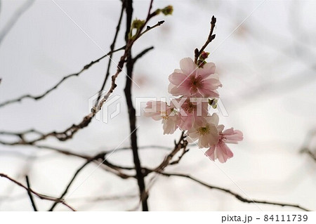 秋に咲いたサクラの花 84111739