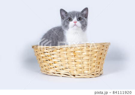 A grey bicolor British kitten sits in wicker basket and looks to the top. A grey bicolor British kitten sits in wicker basket and looks to the top. 84111920