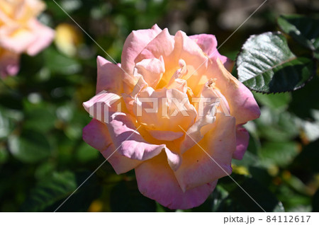 薔薇の花 薔薇の花 84112617