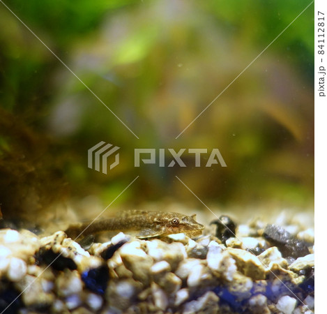 オトシンネグロ 84112817