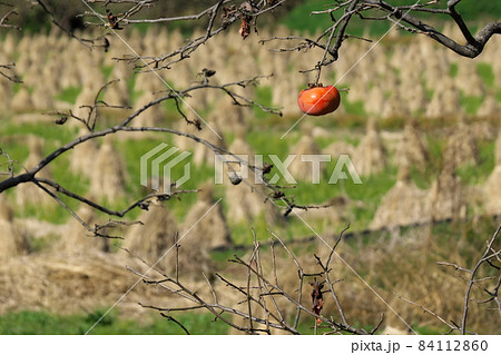 収獲を終えた田んぼの藁ボッチと残し柿 84112860