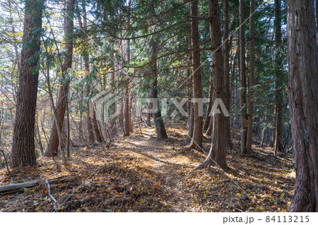 扇山から百蔵山へ向かう尾根道 扇山から百蔵山へ向かう尾根道 84113215