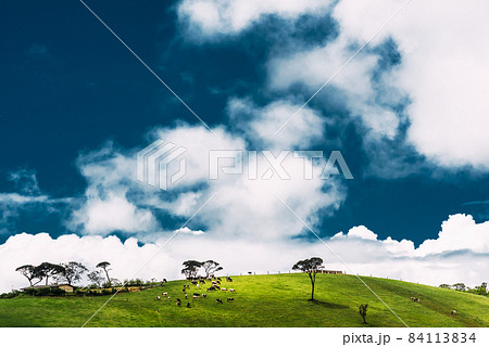 Sunny meadow with cows under a beautiful sky. Cows graze on a green meadow. Cow herd. Agriculture. Dairy farm. Dairy produce. Environmentally friendly product. Farm in Asia. Meadow with green grass 84113834