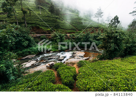 Mountain river among tea plantations. Large tea plantation. Green tea in mountains. Nature of Sri Lanka. Tea in Sri Lanka. Green plantation. Ella. Nuwara Eliya. Asian climate Mountain river among tea plantations. Large tea plantation. Green tea in mountains. Nature of Sri Lanka. Tea in Sri Lanka. Green plantation. Ella. Nuwara Eliya. Asian climate 84113840
