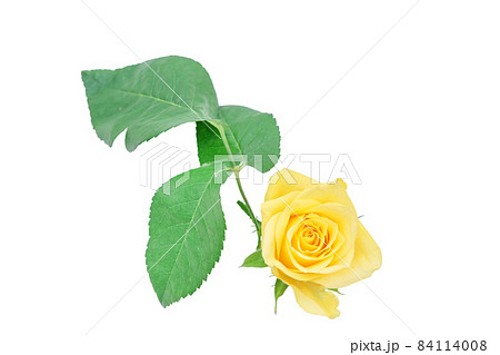 薔薇 黄色 黄色バラ イエローローズ バラ ばら 薔薇 黄色 黄色バラ イエローローズ バラ ばら 84114008