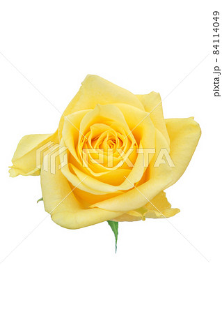 薔薇　黄色　黄色バラ　イエローローズ　バラ　ばら　 84114049