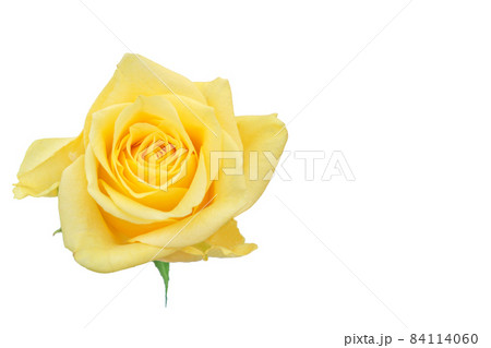 薔薇　黄色　黄色バラ　イエローローズ　バラ　ばら　 84114060