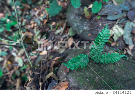 Concept of forest travel, trees love nature 84114123