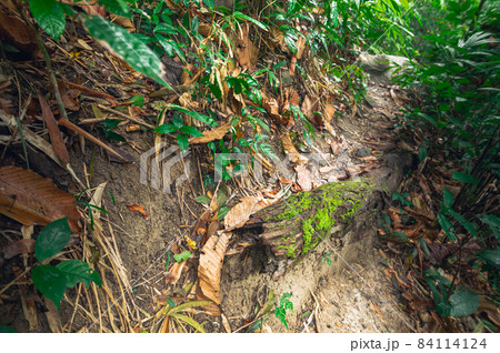Concept of forest travel, trees love nature Concept of forest travel, trees love nature 84114124