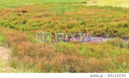 アッケシソウ、厚岸草、別名珊瑚草の本州唯一の自生地、岡山県浅口市、寄島干拓、赤いのがアッケシソウ 84114234