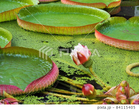 オオオニバスの葉と蕾 オオオニバスの葉と蕾 84115405