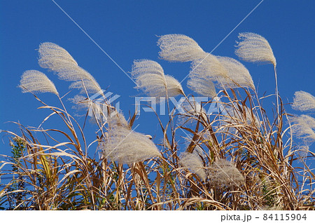 秋風にそよぐ枯れすすき 秋風にそよぐ枯れすすき 84115904