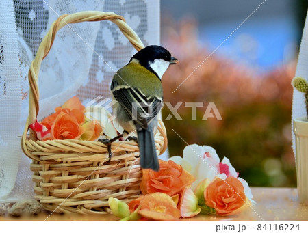 餌を探して出窓の花をチェックするシジュウカラ 84116224