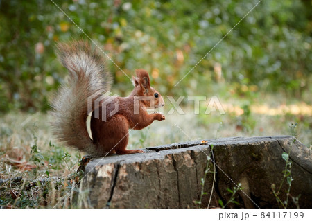 squirrel rodent sitting on a stump holding and eating a nut in its paws fluffy tail blurred background squirrel rodent sitting on a stump holding and eating a nut in its paws fluffy tail blurred background 84117199