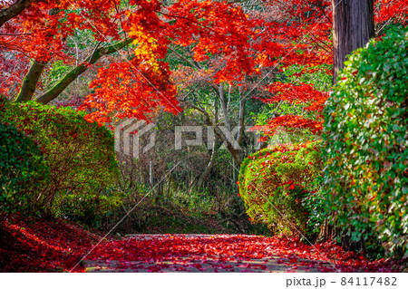 讃岐の金毘羅さん 静かな裏参道の紅葉（香川県琴平町） 84117482