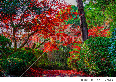 讃岐の金毘羅さん 静かな裏参道の紅葉（香川県琴平町） 84117483