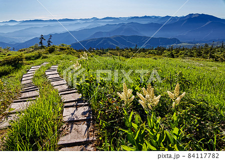 苗場山・神楽ノ峰のコバイケイソウと朝の谷川岳・尾瀬方面の山並みの写真素材 [84117782] - PIXTA