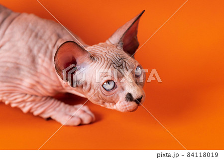 Pretty Hairless Sphinx cat lying down on orange background and looking up suspiciously. Kitten is four months old, color is chocolate mink and white. Selective focus, high angle view. Studio shot. Pretty Hairless Sphinx cat lying down on orange background and looking up suspiciously. Kitten is four months old, color is chocolate mink and white. Selective focus, high angle view. Studio shot. 84118019