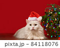 white cat in christmas hat santa claus lies under christmas tree, red background, for new year card 84118076