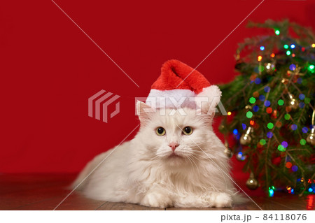 white cat in christmas hat santa claus lies under christmas tree, red background, for new year card 84118076