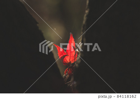 木の間に落ちた紅葉 84118162