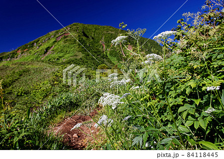 高山植物咲く神楽ノ峰稜線から見る苗場山山頂 高山植物咲く神楽ノ峰稜線から見る苗場山山頂 84118445
