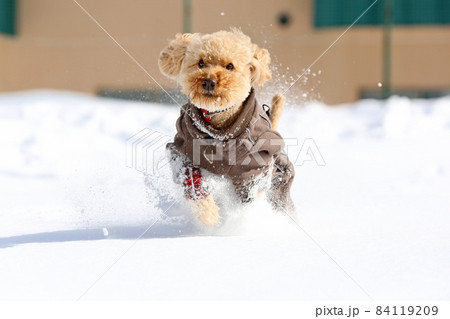 トイプードル 009 雪景色 84119209