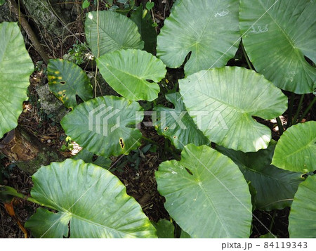 沖縄の熱帯雨林に生えたクワズイモの葉 沖縄の熱帯雨林に生えたクワズイモの葉 84119343