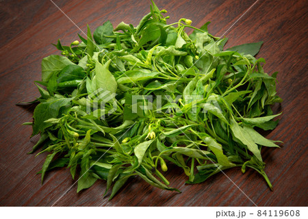 葉唐辛子 葉唐辛子 84119608