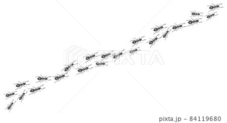 A trail of ants. Insects march along the line. Vector 84119680