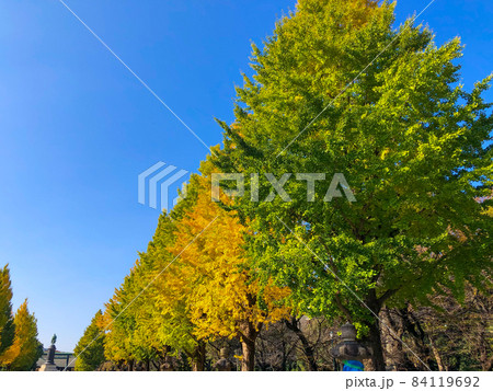 東京九段・黄葉の靖国神社 東京九段・黄葉の靖国神社 84119692