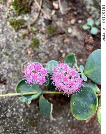 ミセバヤ 84120161