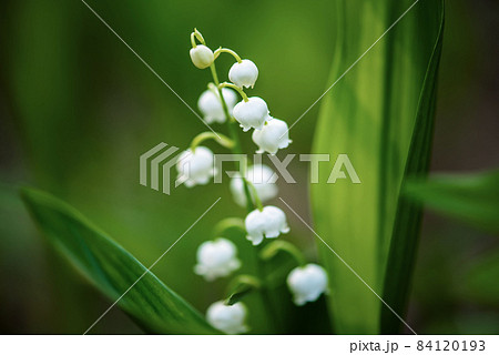Lily of the valley Lily of the valley 84120193