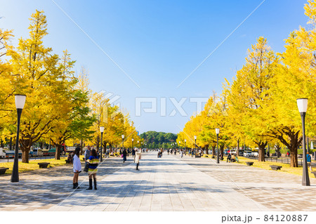 東京駅前　行幸通りのイチョウ並木 84120887
