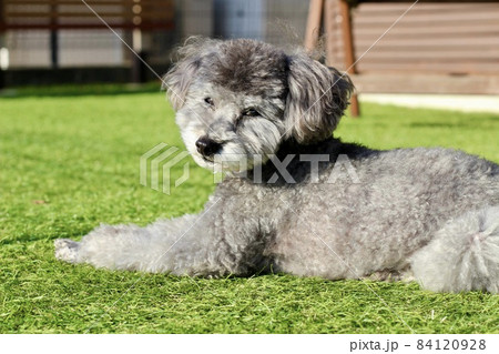 芝生の上に座るトイプードルの表情 芝生の上に座るトイプードルの表情 84120928