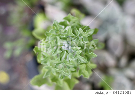小さな多肉植物 小さな多肉植物 84121085