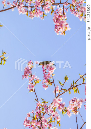 桜とメジロ 84121300