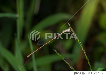 Zygoptera on plants 84121437